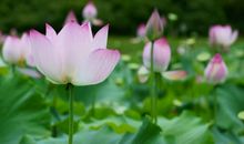 勤劳善良的妈妈