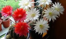 母亲是一朵荆棘花