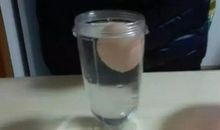 鸡蛋浮起来小实验