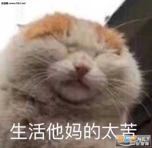 看完动物领土之战