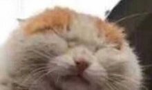 动物领地之争读后感