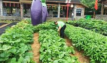 童年·菜园·小青虫