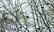 又到柳枝吐芽时