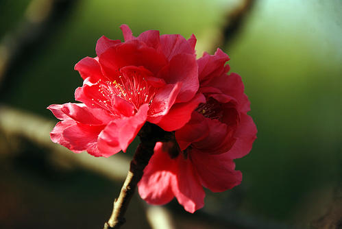生命中的那朵桃花