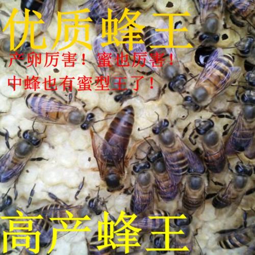 我父亲是蜂王