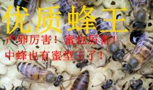 我的父亲是蜂王