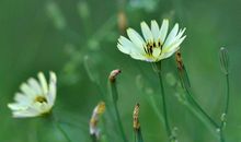 一朵野花的自述