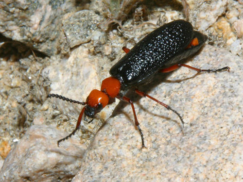 那些有bug的日子