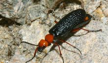 那些与虫子相伴的日子