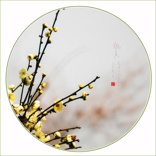 真丝榛树