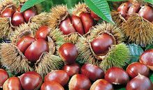 一包板栗中的爱