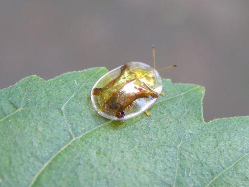 小昆虫和蛋壳