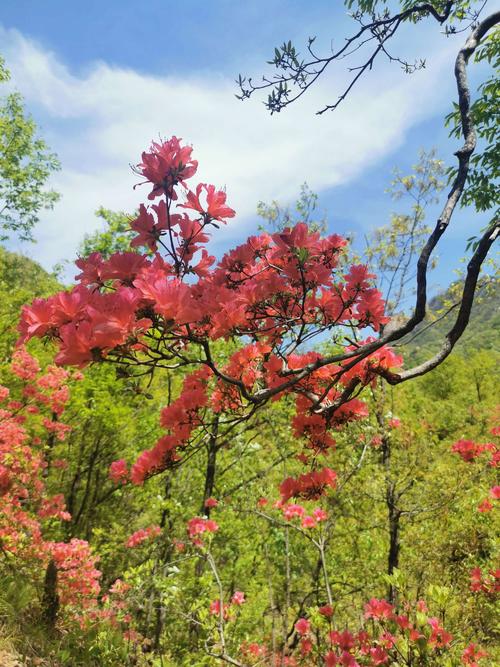 醉梅泰山
