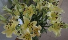 百合花观察日记