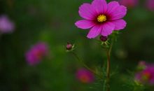 心中有朵美丽的花