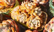 与“肉肉”二三事