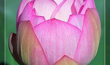 夏日荷花别样红