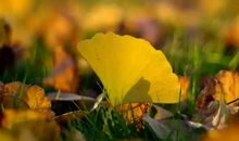 秋风里，我想起他