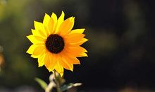 原来花开并不遥远