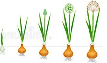 观察葱的生长过程