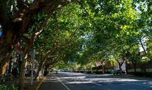 小区里的梧桐树