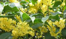 家乡的那株桂花