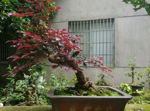 爷爷的花