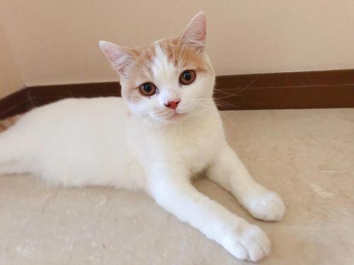 我爷爷是“贪婪的猫”