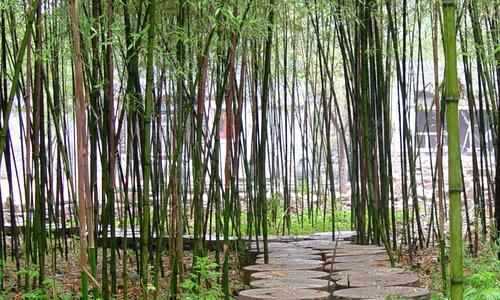 校园竹林