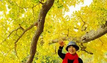 银杏树下的时光