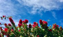 其实每朵花都开的灿烂