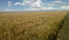 又是一年丰收时