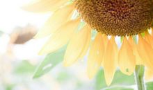 那段美好的日子