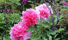 人间处处都有爱