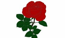 我终于读懂了蔷薇