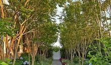 留在花园里的天真