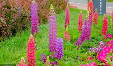 游西安昆明池作文