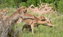 白斑母豹读后感