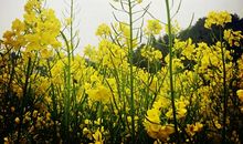 珍惜每朵花的盛开