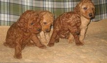 我家的“四宝”