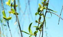 又到柳树嫩芽时