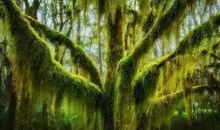 世界上最后一颗树