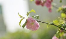 正是暖春好风景