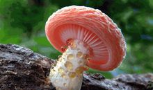 初一生活的滋味