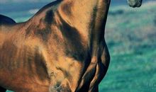 假如我是一匹马