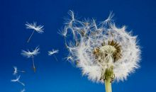 蒲公英到哪里去