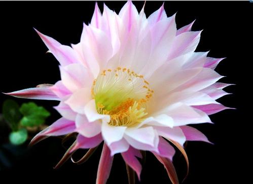 花椒梨花