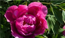 冬日里的那盆芍药