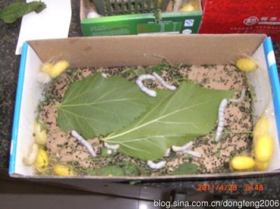 蚕桑新手