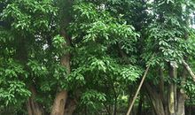 校园里的黄桷树